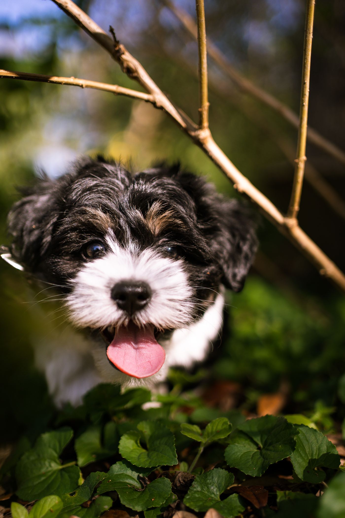 Close view of a Havanese dog's soft, silky double coat