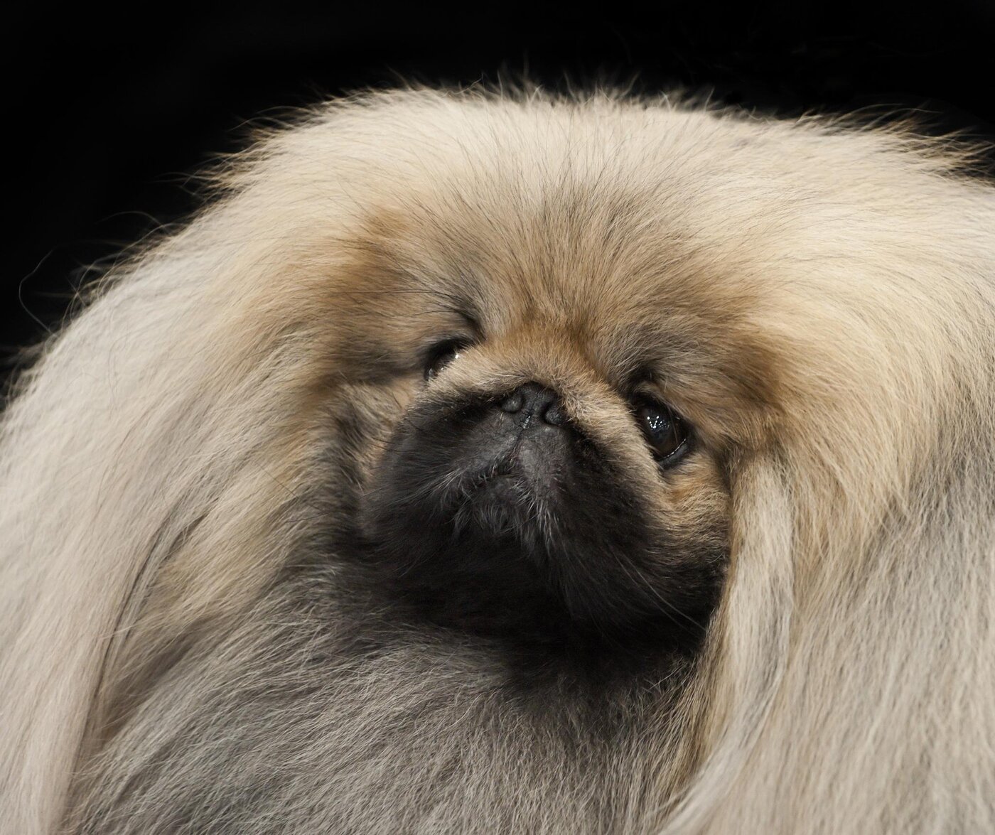 Close view of a Pekingese dog's flat face and long double coat at a dog show