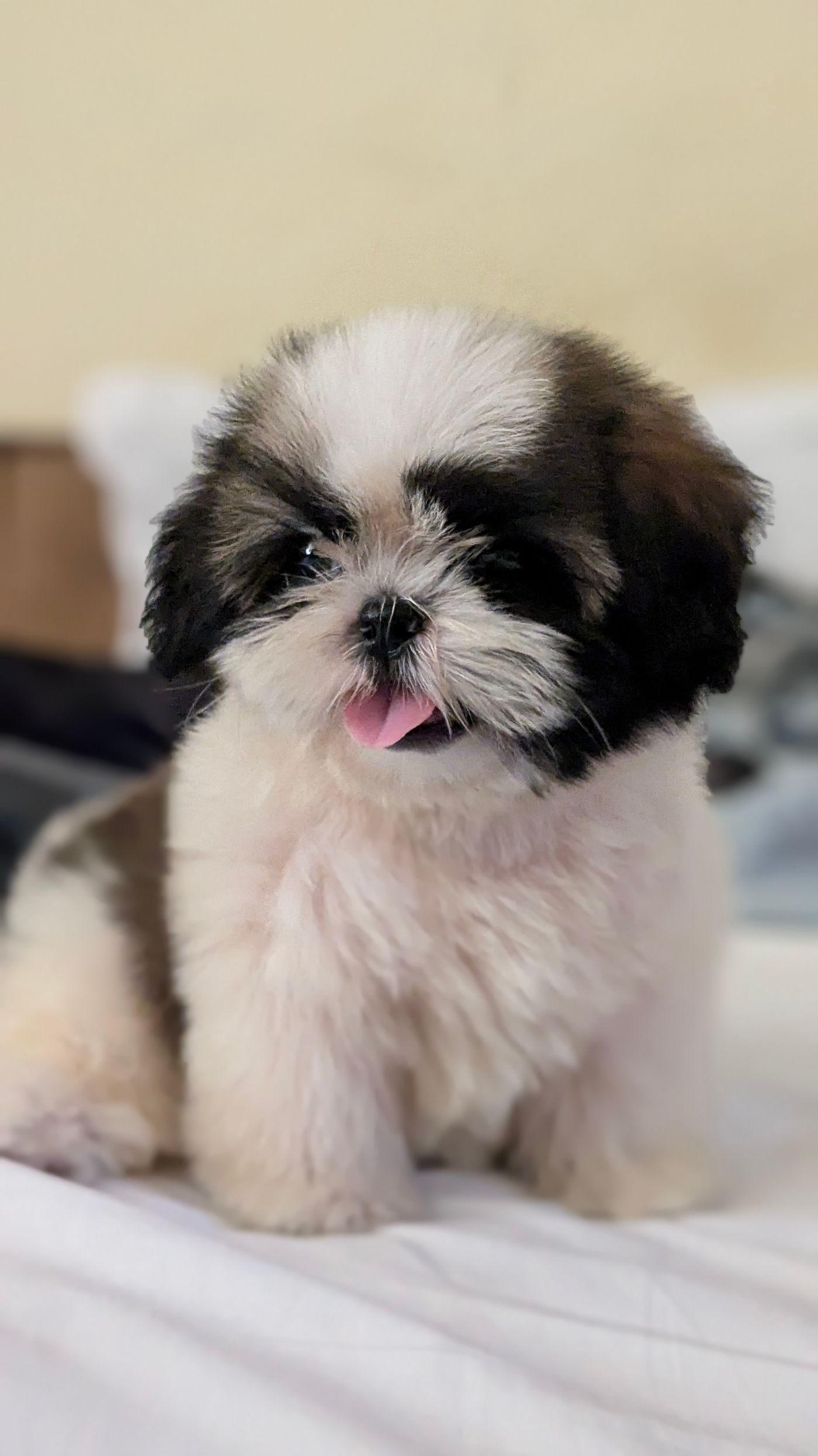 Bao, a black and white Shih Tzu puppy with tongue out and a fluffy coat