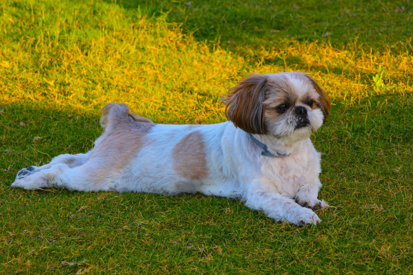 A tan and white adult Shih Tzu relaxing on a sunny lawn
