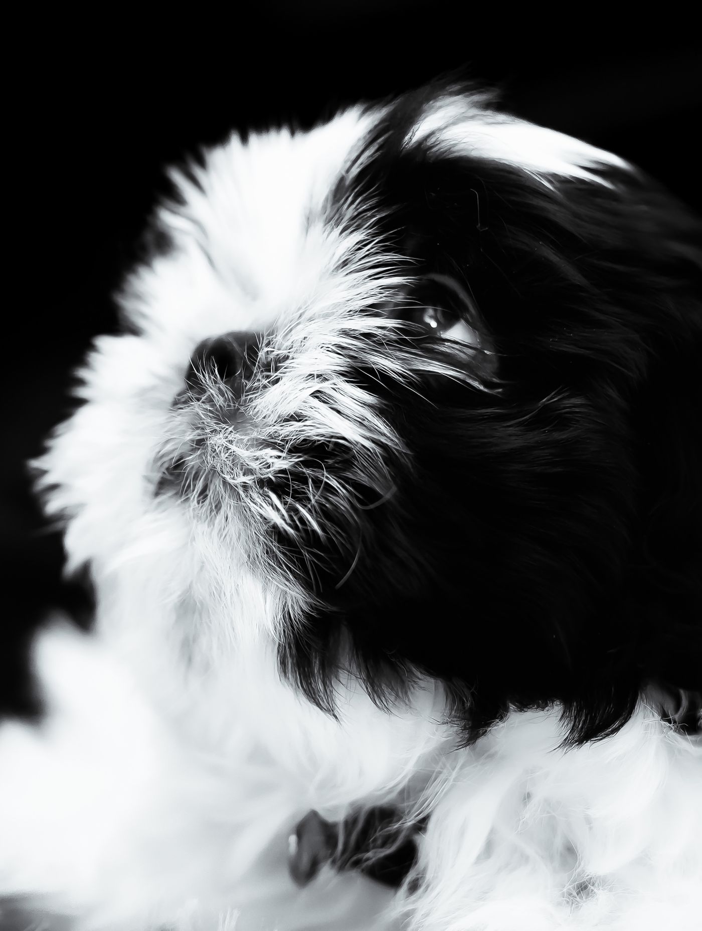 Close crop black and white portrait of a Shih Tzu's face and flowing coat