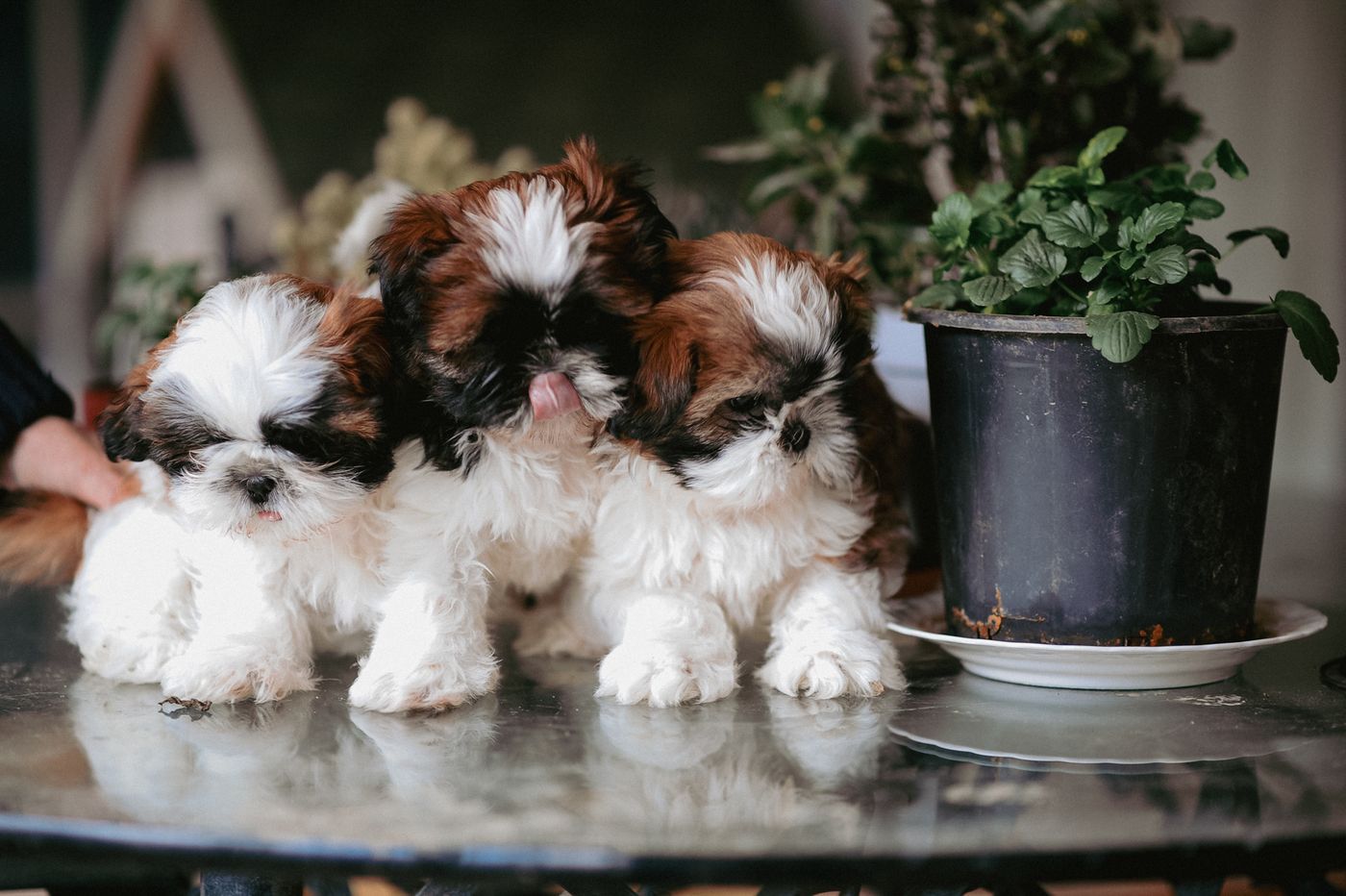 Three brown and white Shih Tzu puppies sitting together on a table